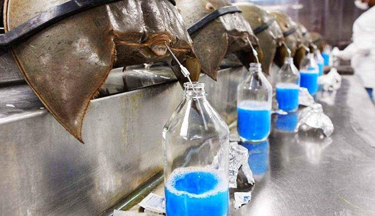 LAL reagent